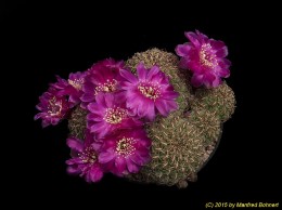 Sulcorebutia canigueralii WR281 2136